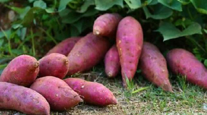 Nutritious sweet potato showing new path to West Bengal farmers | Sangbad Pratidin