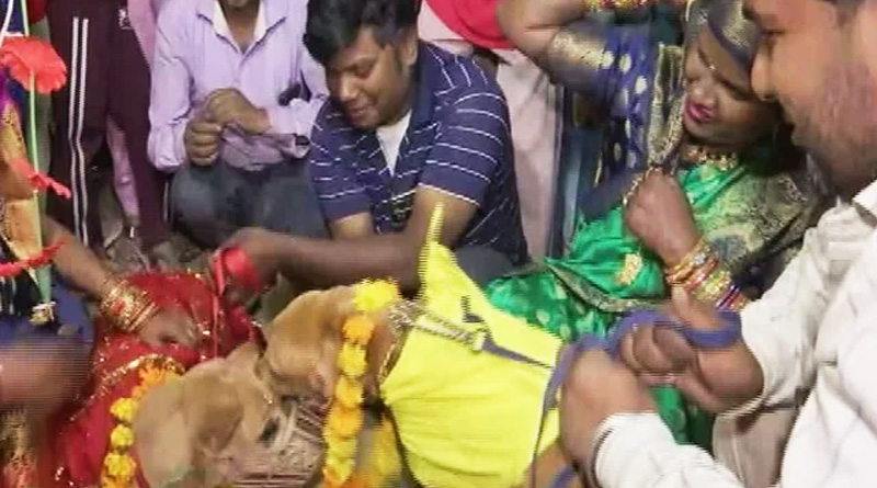Dog Wedding at Gurugram with Dhols, Baraatis And Haldi Ceremony | Sangbad Pratidin