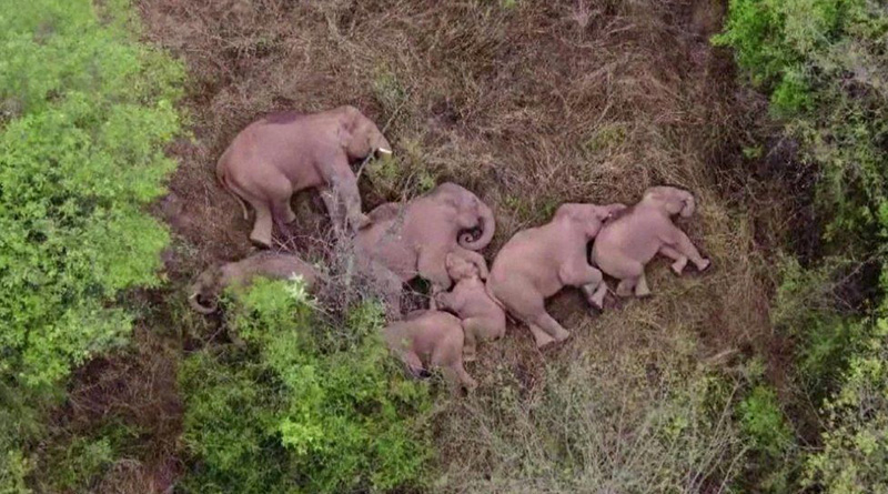 After drinking ‘mahua’ liquor 24 elephants sleep for hours in a Odisha forest | Sangbad Pratidin