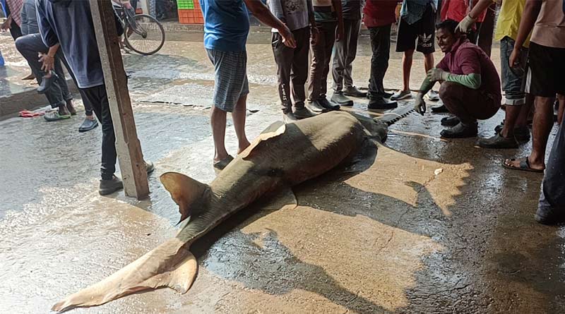 Rare fish weighinig 550 kg, found at market in Digha | Sangbad Pratidin