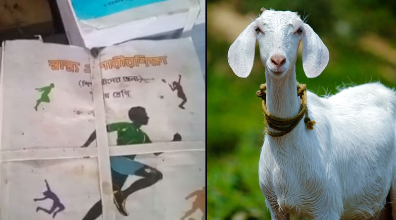 Goats kept at book library, students gets irritated