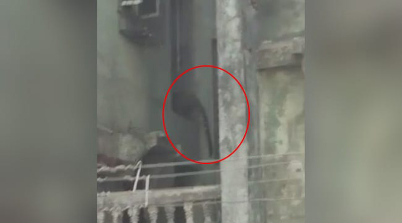 মুম্বইয়ে বহুতলে চিতাবাঘের হানায় হুলস্থুল, হামলায় জখম ৩, আতঙ্কে কাঁপছে এলাকা