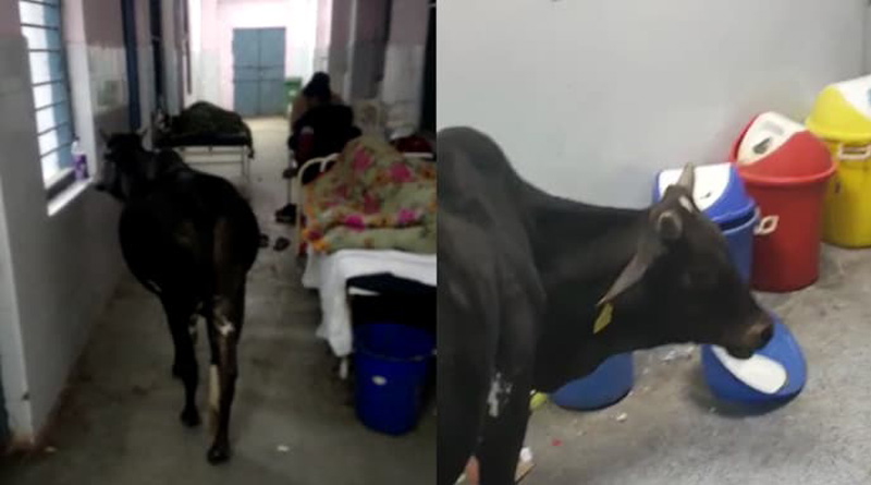 Viral Video of Cow strolls in ICU ward of Madhya Pradesh hospital | Sangbad Pratidin