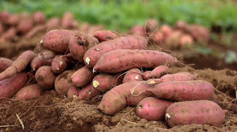 Nutritious sweet potato showing new path to farmers | Sangbad Pratidin