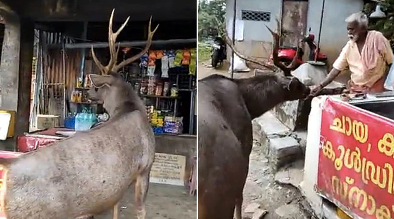 Viral Video of Sambar Deer Visits A Tea Stall | Sangbad Pratidin
