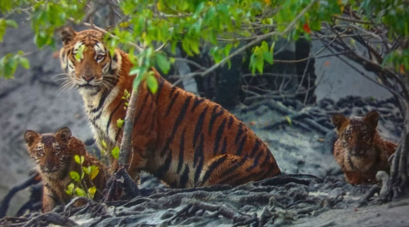 Four Royal Bengal tigers were seen in Sunderban as rare scene to the tourists | Sangbad Pratidin