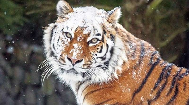 Darjeeling zoo will introduce Serbian tiger after Russia Ukraine War | Sangbad Pratidin