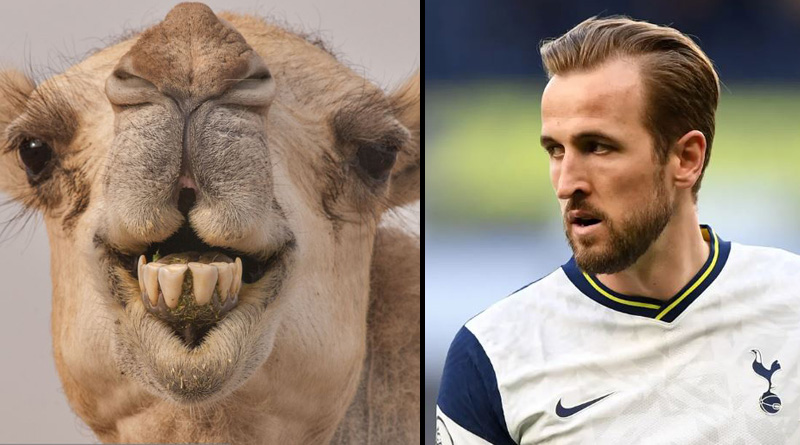 England team reached Qatar for World Cup, disturbed by camel | Sangbad Pratidin