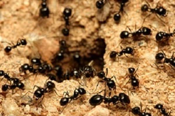 Black-ant