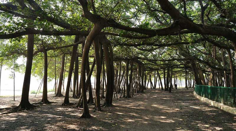 Botanical Garden faces erosion threat from Ganges, environmentalists concerned | Sangbad Pratidin