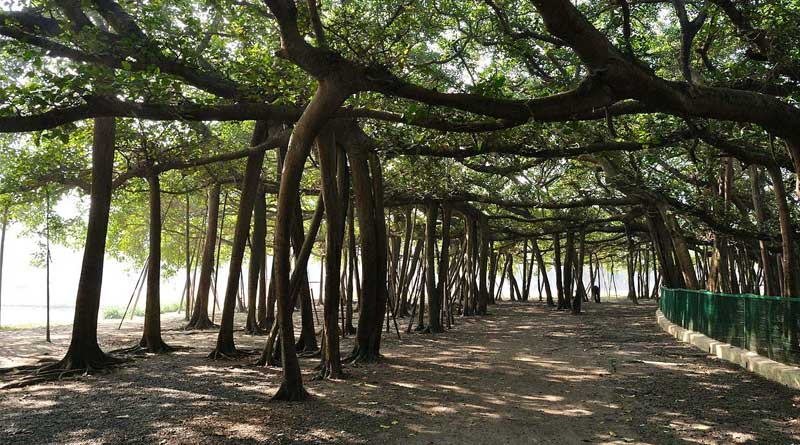 ভয়াবহ গঙ্গা ভাঙনে বোটানিক্যাল গার্ডেন, তলিয়ে যাচ্ছে বহু গাছ, পরিদর্শনে পরিবেশবিদরা