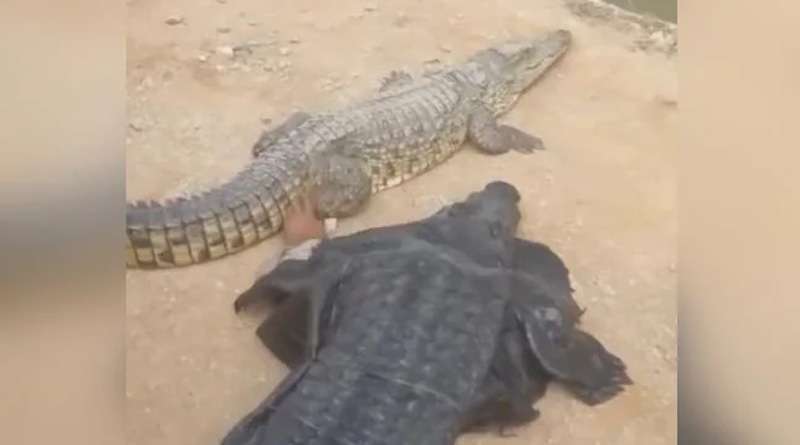 Internet Shocked to see Man Wears Crocodile Costume And Teases The Reptile | Sangbad Pratdin
