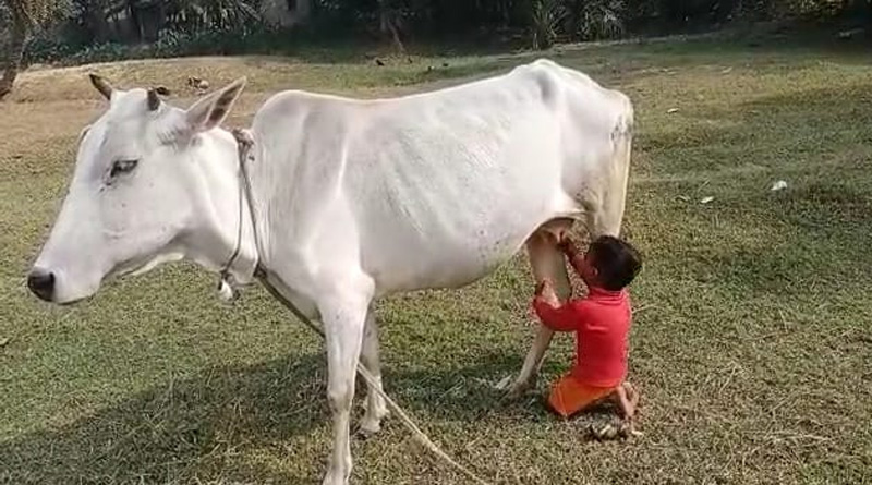 Child drinks milk from the cow's butt at east Bardhaman | Sangbad Pratidin