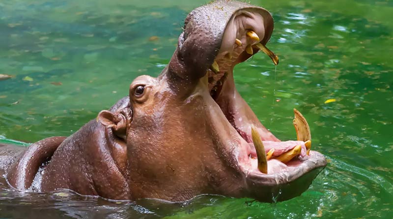 Offbeat News: Hippo swallows toddler in Uganda, spits him out alive after man pelted stones at the animal | Sangbad Pratidin