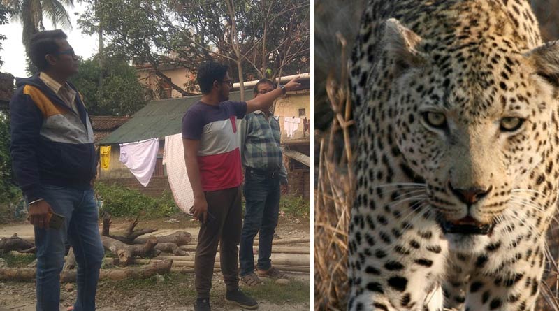 Leopard scare at Alipurduar, youth record its sound on mobile | Sangbad Pratidin