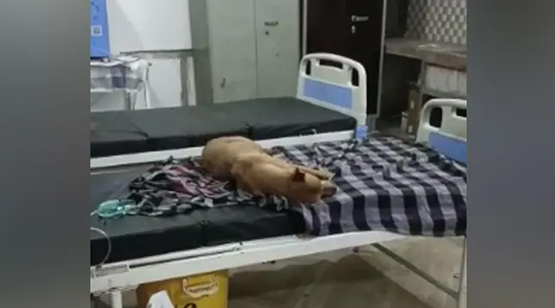 Street dogs seen sleeping on patients bed's at Shahpura Community Health Center of Jabalpur | Sangbad Pratidin