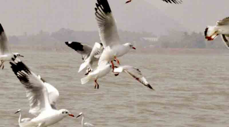 Migrant Birds are not seen till first week of Dec in North Bengal | Sangbad Pratidin
