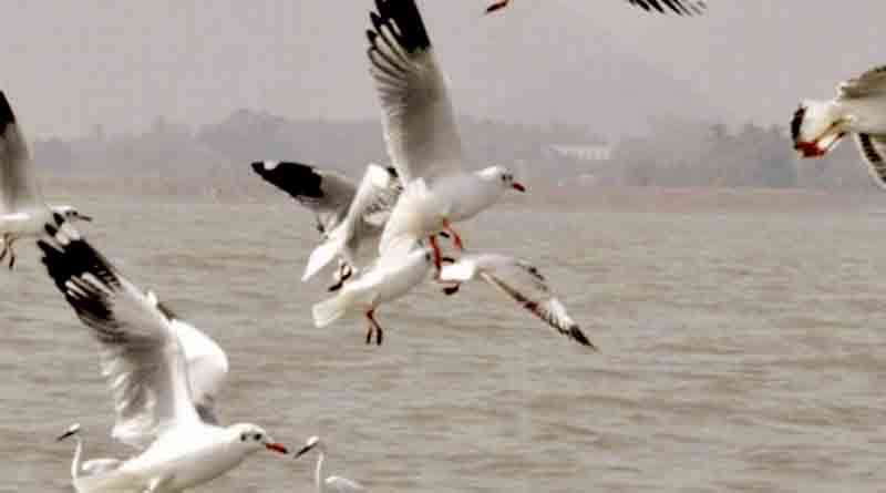 ডিসেম্বরের শুরুতেও পরিযায়ী পাখি কই উত্তরবঙ্গে! উদ্বিগ্ন বিশেষজ্ঞরা