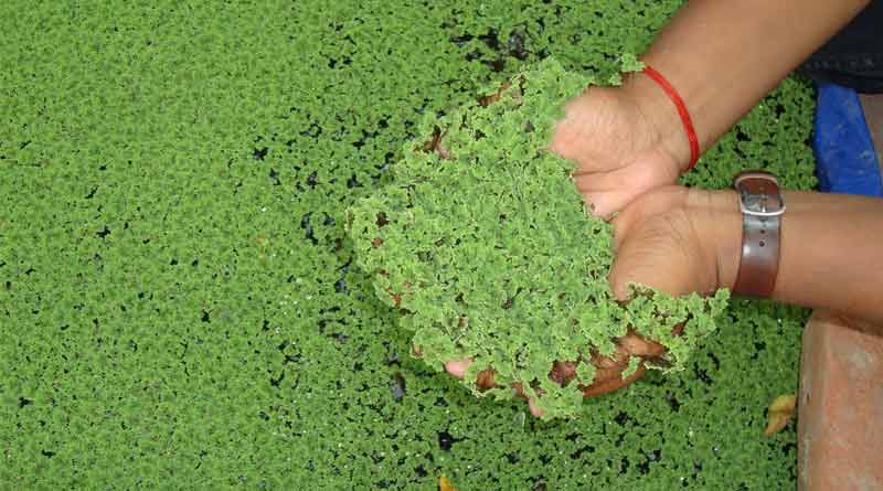 Here are some information over azolla farming । Sangbad Pratidin