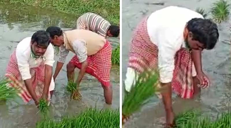 TMC MLA of Basanti Shyamal Mandal took part in farming with the farmers while campaigning as Didir Doot | Sangbad Pratidin