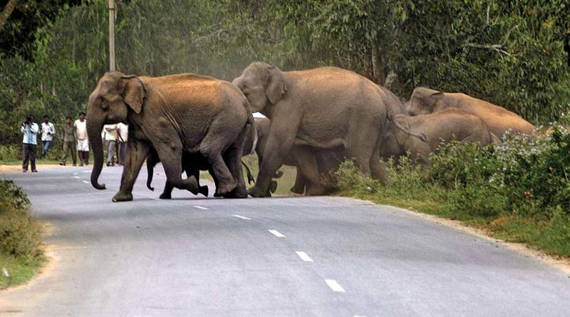 West Bengal Govt will make elephant corridor along with 6 states | Sangbad Pratidin