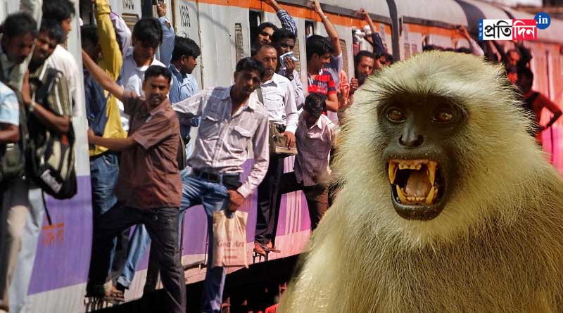 Moneky in loal train | Sangbad Pratidin