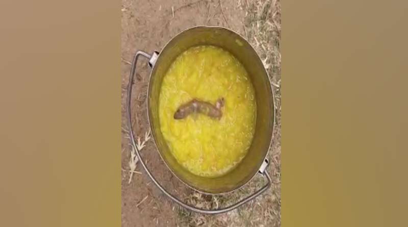 A dead lizard found in the food of the mid-day meal! Unrest in ICDS centre at Paskura | Sangbad Pratidin