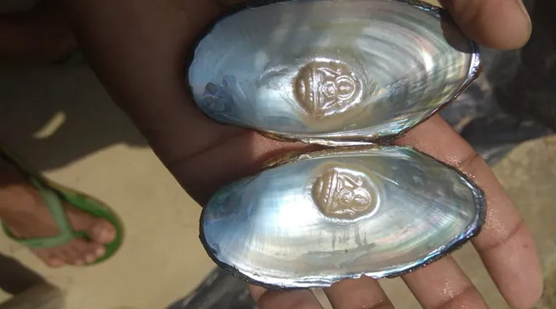 Scope of pearl farming is increasing in West Bengal | Sangbad Pratidin