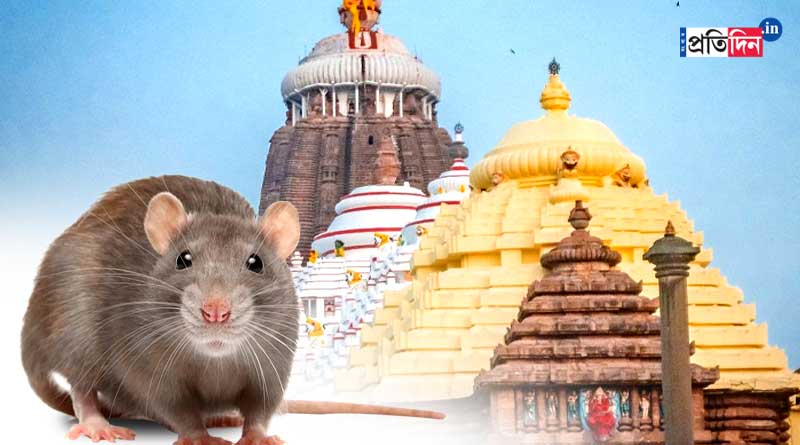 Puri Jagannath Temple rattled with rat attack | Sangbad Pratidin