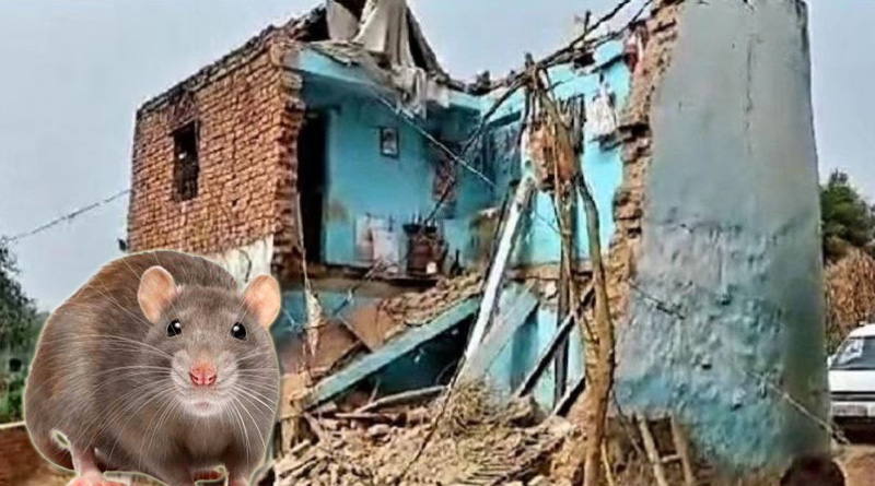Rat became messiah for the whole family and saved their lives in Rajasthan | Sangbad Pratidin
