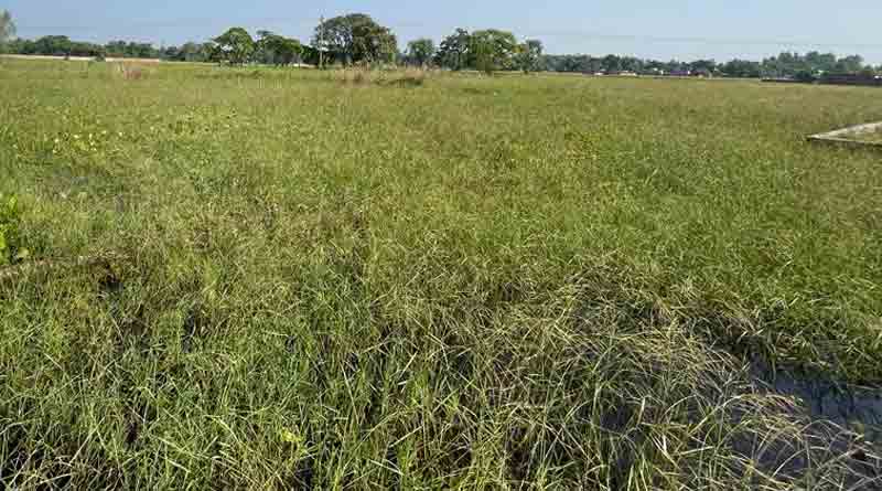 Wild rice found in North Dinajpur | Sangbad Pratidin