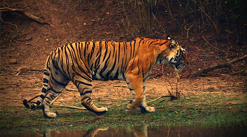 Tiger, Hyena Electrocuted In Madhya Pradesh's Panna Tiger Reserve Forest | Sangbad Pratidin