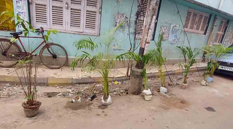 Small Trees planted by KMC are stolen