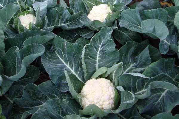 Cauliflower-Leaves