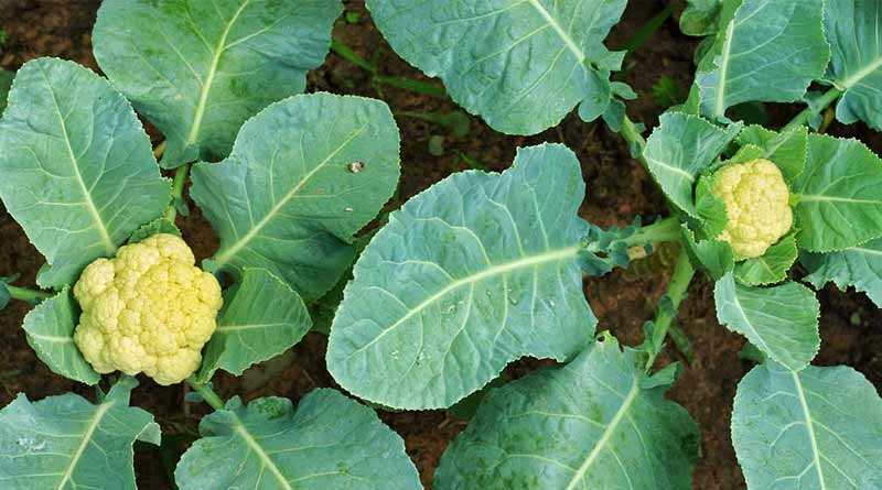 Food value of cauliflower leaves । Sangbad Pratidin