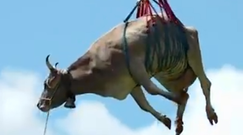Cow-airlifted-1