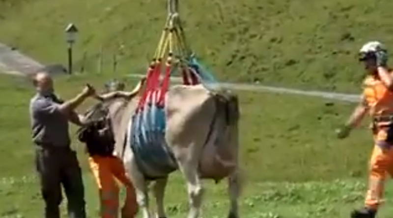 Cow-airlifted-2