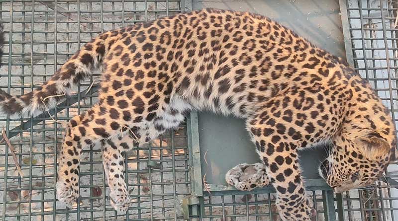 Leopard caught in mouse trap at Dooars forest, later rescued | Sangbad Pratidin