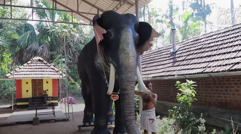 This Kerala temple introduces mechanical elephant for performing rituals | Sangbad Pratidin