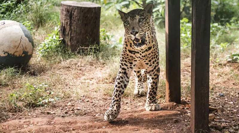 Leopard dragged 7 years old bpy to death in Alipurduar, people get frightened | Sangbad Pratidin