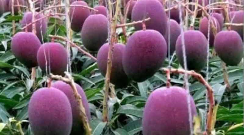 Malda's farmer to cultivate Miyazaki mango । Sangbad Pratidin