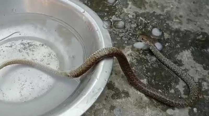 An Environmentalist save a snake's life in Jalpaiguri | Sangbad Pratidin