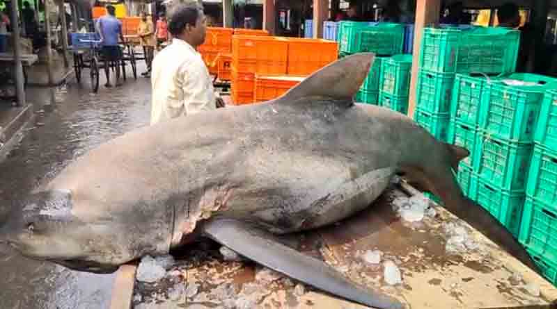 200 Kg Shark sold in Digha | Sangbad Pratidin