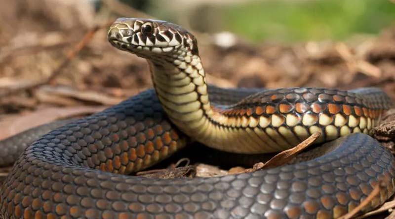 A Man from America Bites Off Pet Snake's Head After Dispute With Owner | Sangbad Pratidin