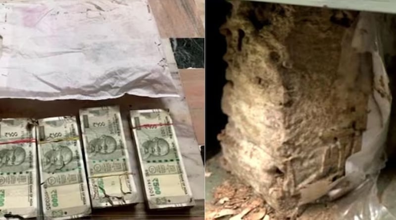 Termites damage currency notes worth Rs 2.15 lakh inside bank locker in Rajasthan | Sangbad Pratidin