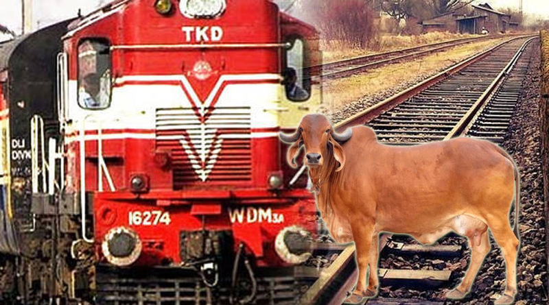UP Farmers push stray cows on railway tracks, 11 died | Sangbad Pratidin