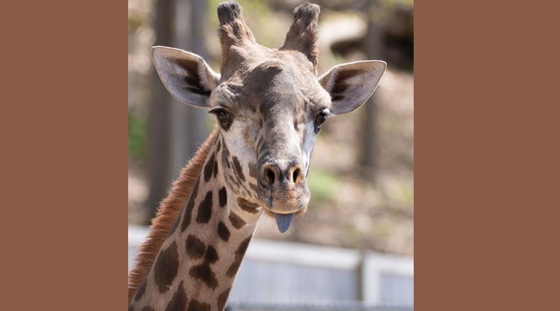 A Giraffe Dies In New York Zoo After Fracturing Neck On Gate | Sangbad Pratidin