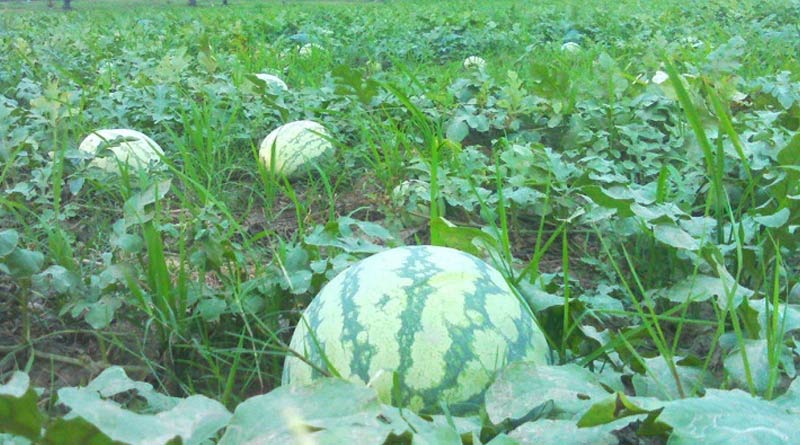 Watermelon farming in trouble as trees are destroyed in Ranibandh | Sangbad Pratidin