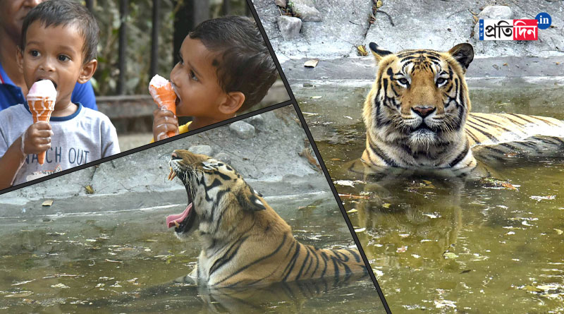 শহরে হঠাৎ গরম, চিড়িয়াখানায় জলকেলিতে মত্ত রয়্যাল বেঙ্গল! দেখুন ছবি