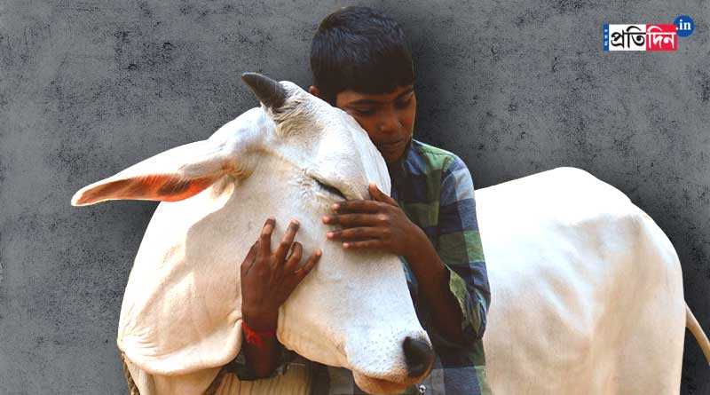 Animal Welfare Board urging people to observe ‘Cow Hug Day’ on Valentine’s Day | Sangbad Pratidin